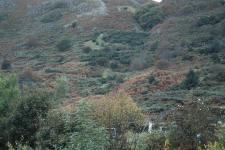 The incline